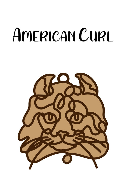 American Curl Cat