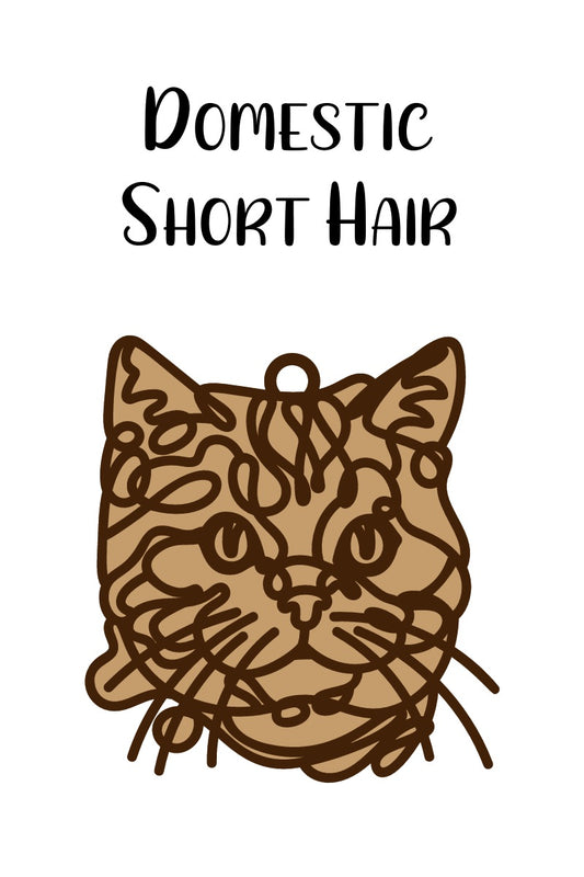 Domestic Short Hair Cat