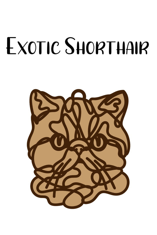 Exotic Shorthair Cat