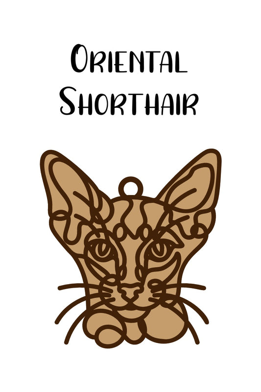 Oriental Shorthair Cat